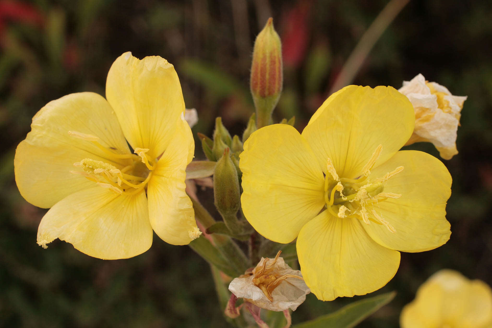 Imagem de Oenothera fallax Renner