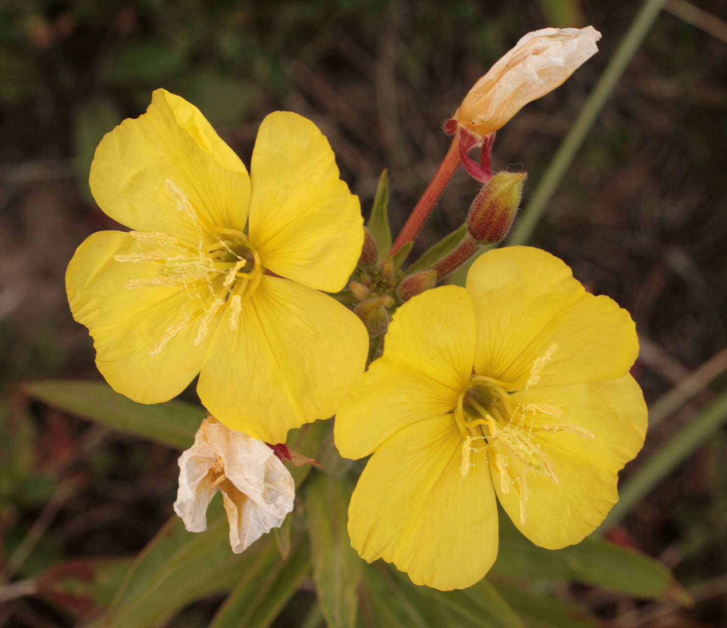 Imagem de Oenothera fallax Renner