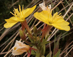 Imagem de Oenothera fallax Renner