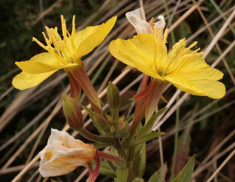 Imagem de Oenothera fallax Renner