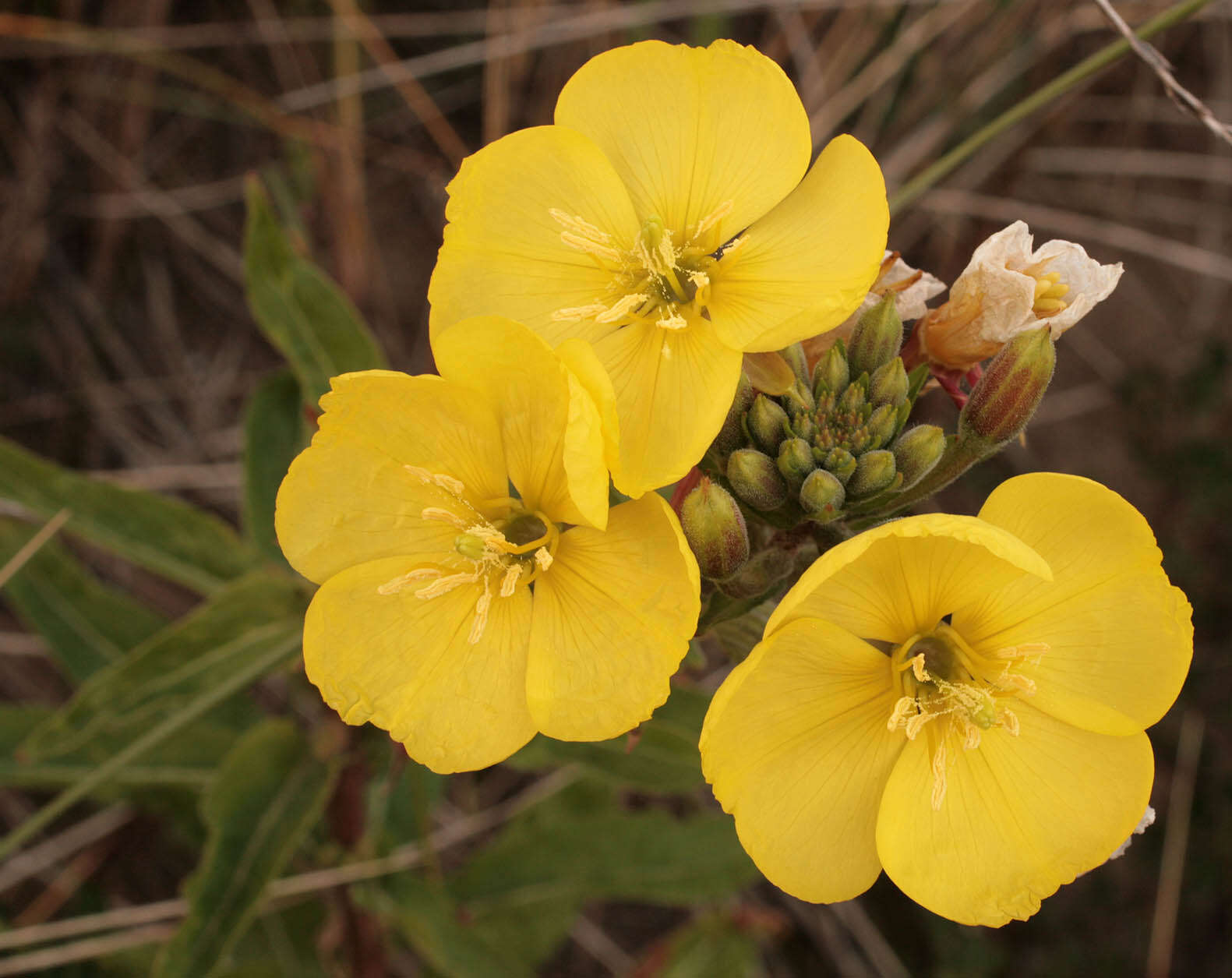 Imagem de Oenothera fallax Renner