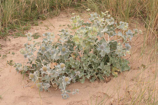 Eryngium maritimum L. resmi