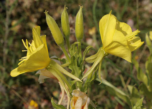 Image of common evening primrose