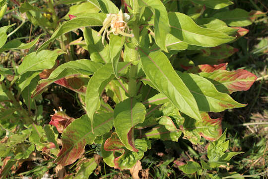 Image of common evening primrose