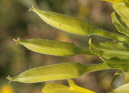 Imagem de Oenothera biennis L.