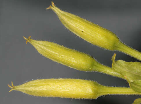 Image of common evening primrose