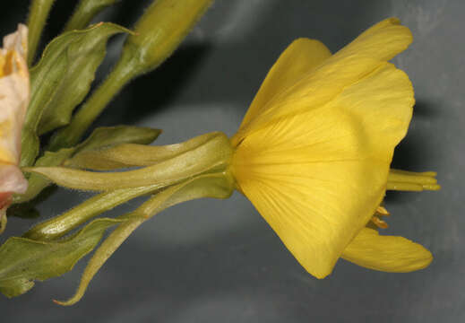 Imagem de Oenothera biennis L.