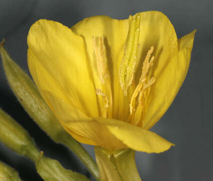 Image of common evening primrose