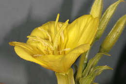 Image of common evening primrose