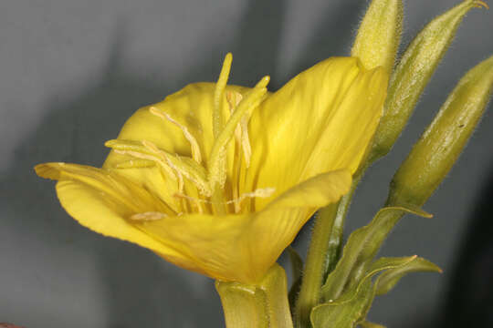 Imagem de Oenothera biennis L.