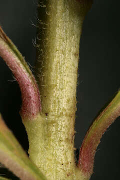 Image of common evening primrose