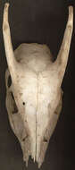 صورة Muntiacus reevesi (Ogilby 1839)