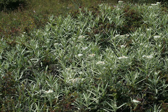 Imagem de Anaphalis margaritacea (L.) Benth.