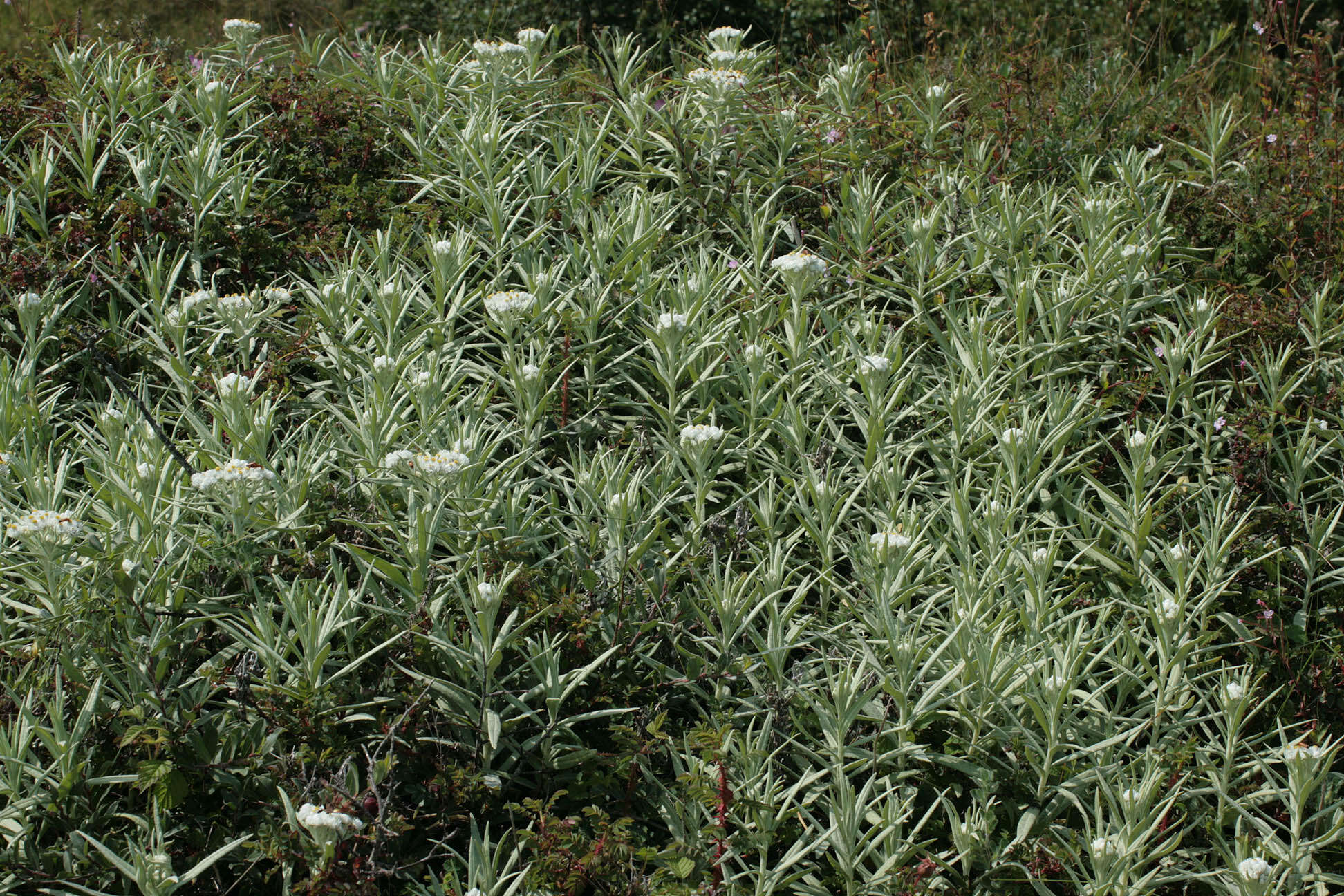 Imagem de Anaphalis margaritacea (L.) Benth.