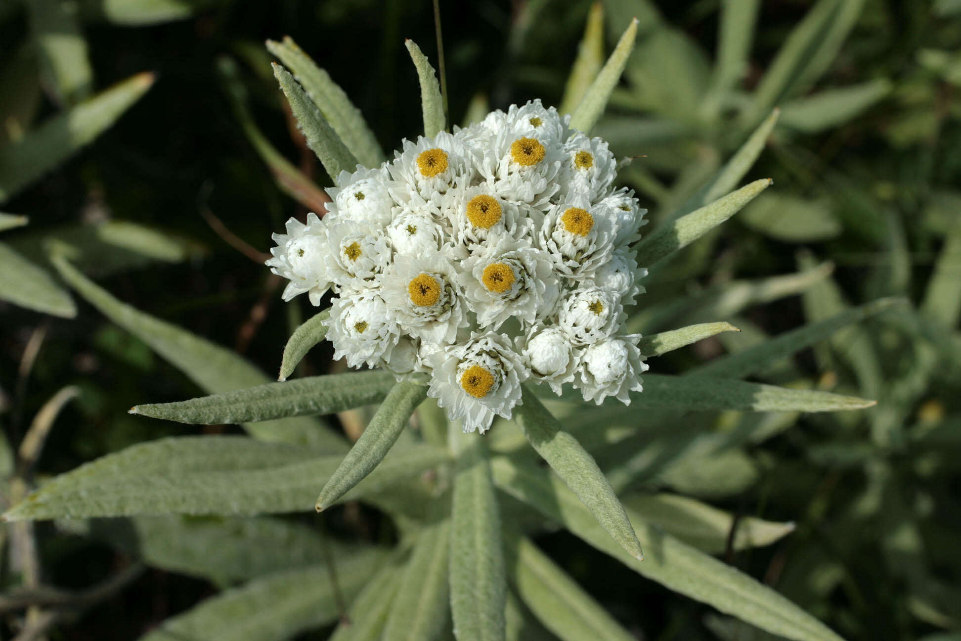 Imagem de Anaphalis margaritacea (L.) Benth.