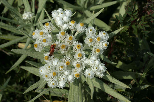 Imagem de Anaphalis margaritacea (L.) Benth.