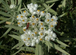 Imagem de Anaphalis margaritacea (L.) Benth.