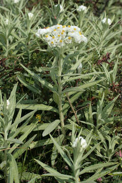 Imagem de Anaphalis margaritacea (L.) Benth.