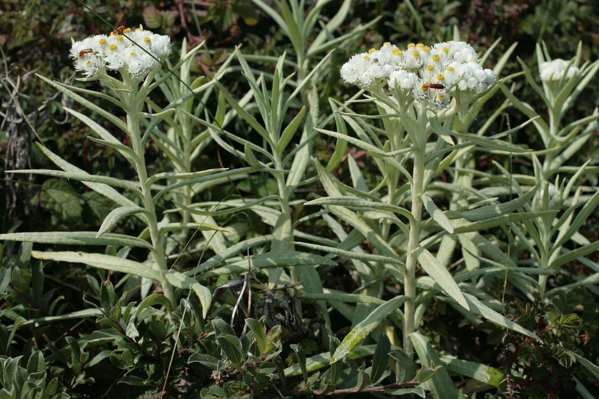 Imagem de Anaphalis margaritacea (L.) Benth.