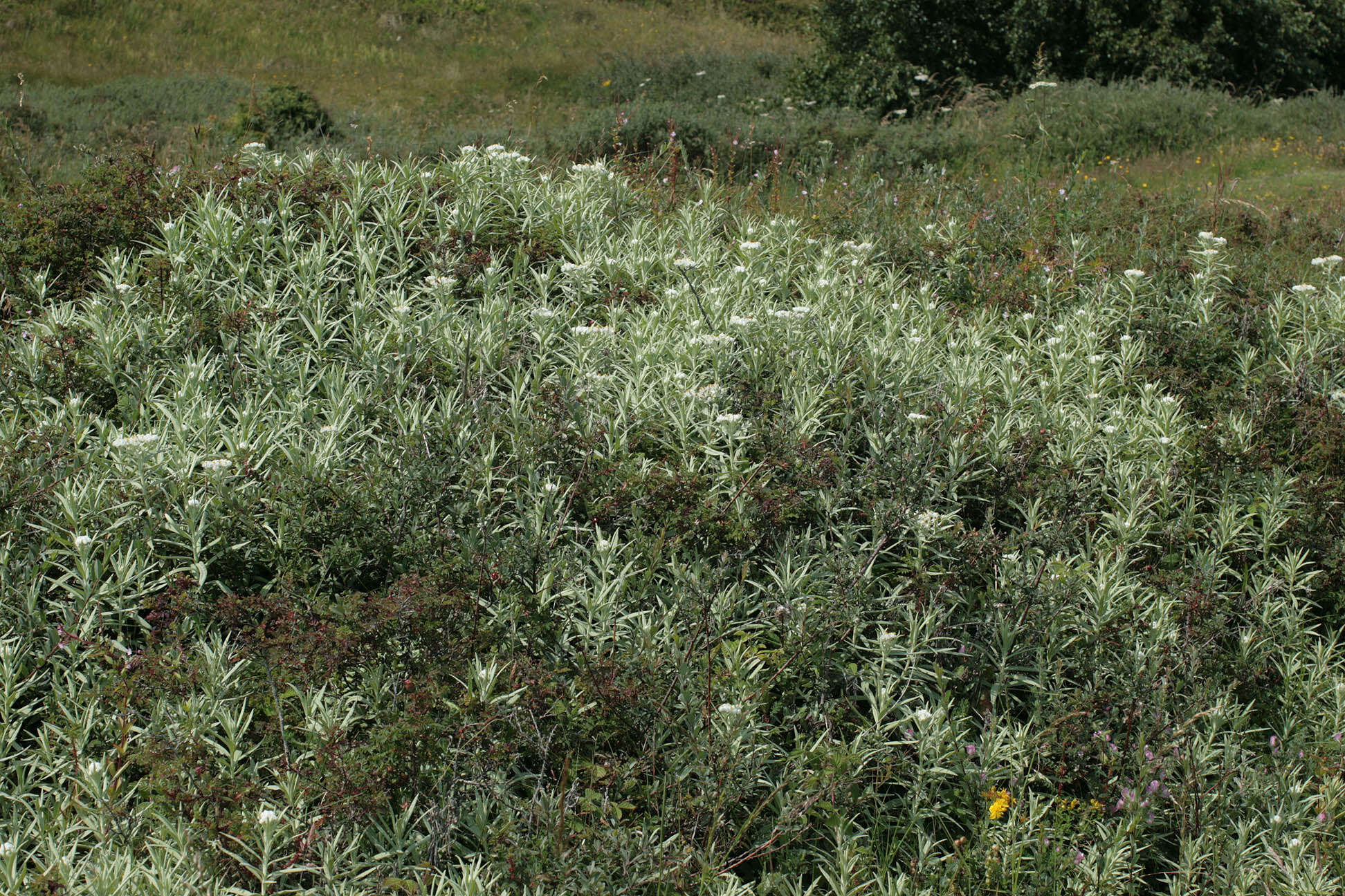 Imagem de Anaphalis margaritacea (L.) Benth.