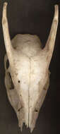 صورة Muntiacus reevesi (Ogilby 1839)