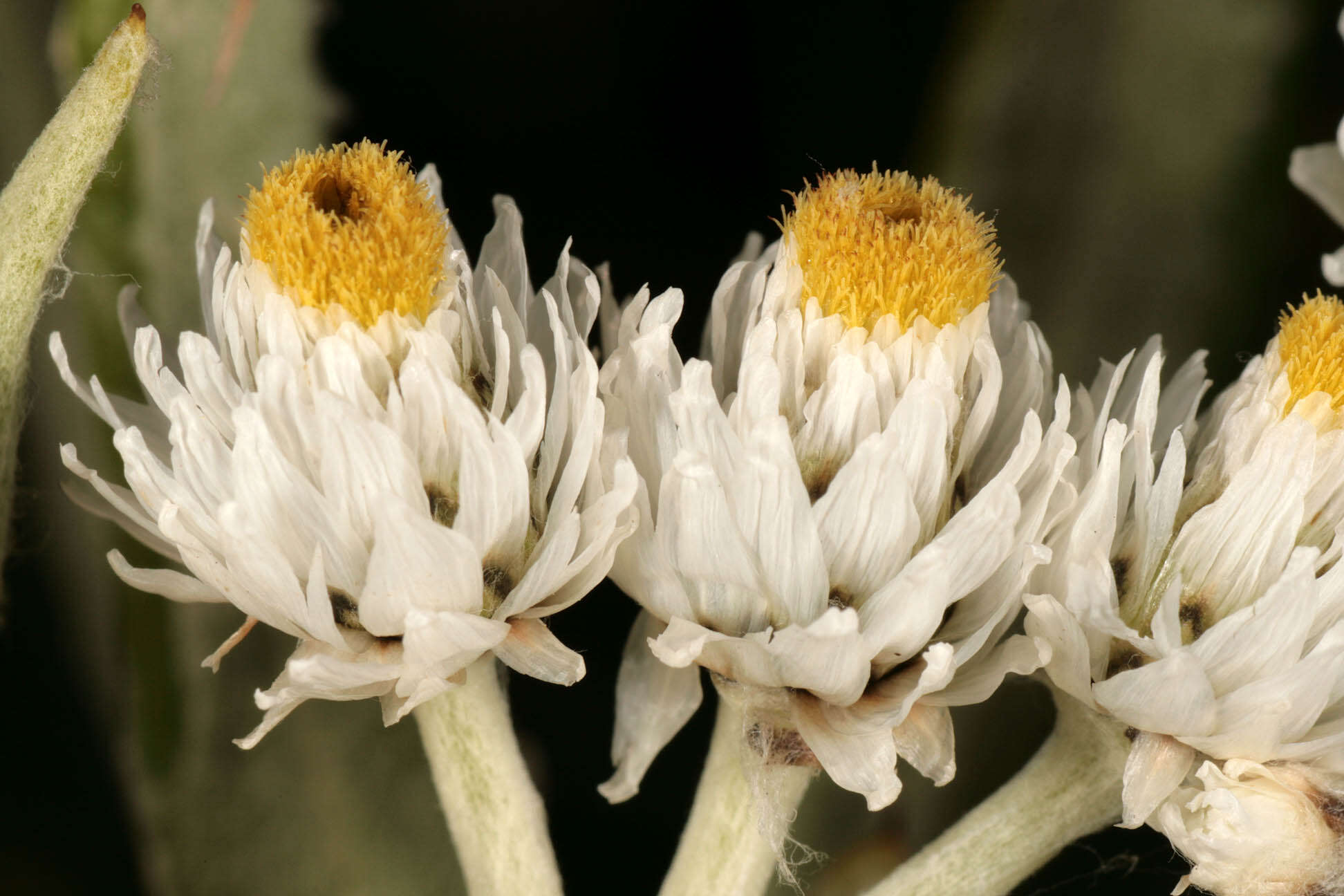 Imagem de Anaphalis margaritacea (L.) Benth.