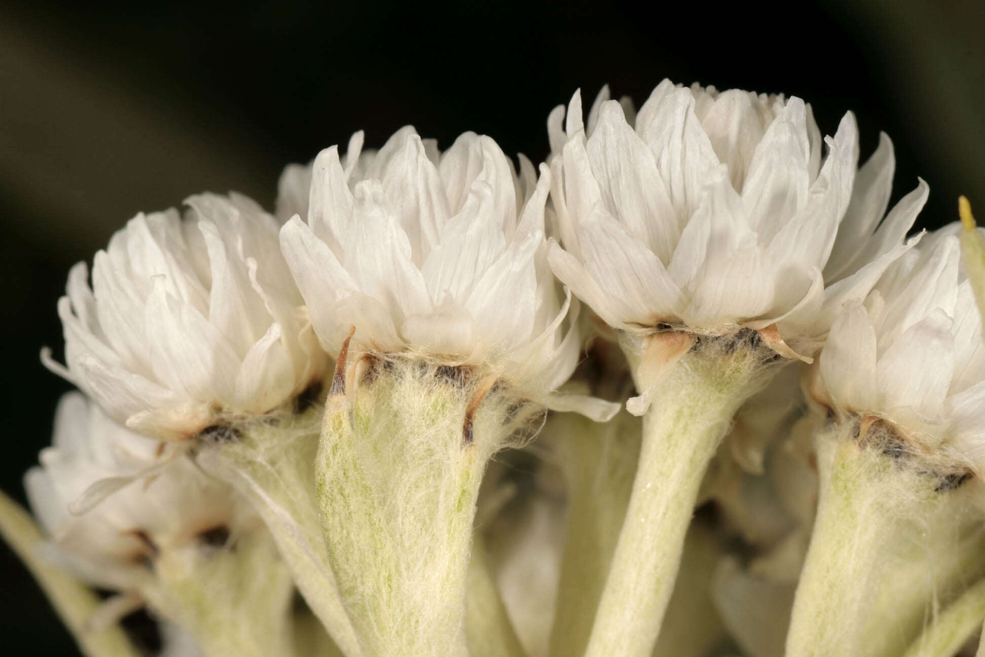 Imagem de Anaphalis margaritacea (L.) Benth.