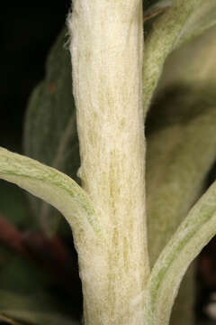 Image of Pearly Everlasting