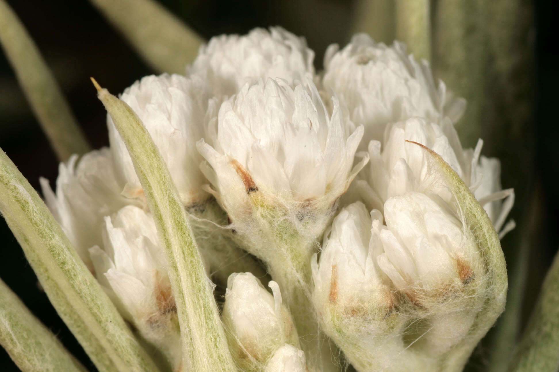 Imagem de Anaphalis margaritacea (L.) Benth.