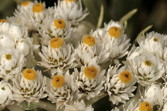 Imagem de Anaphalis margaritacea (L.) Benth.