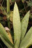 Imagem de Anaphalis margaritacea (L.) Benth.