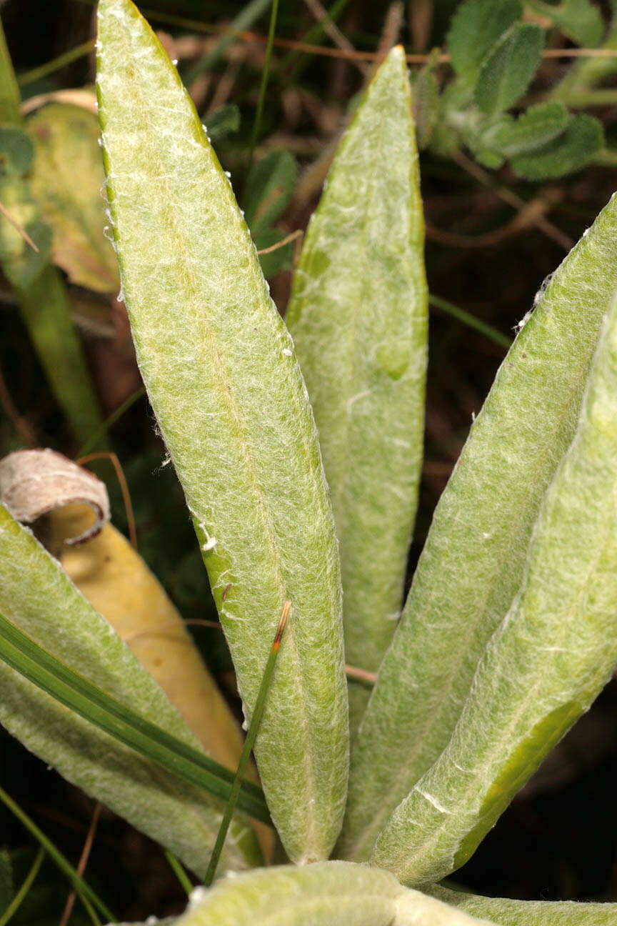 Imagem de Anaphalis margaritacea (L.) Benth.