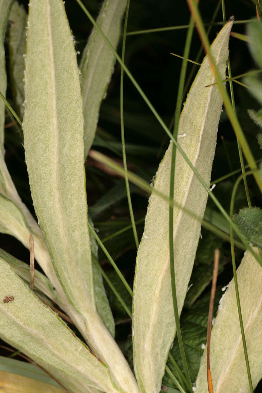 Imagem de Anaphalis margaritacea (L.) Benth.