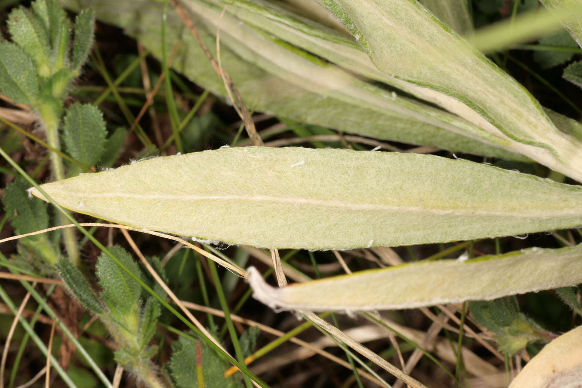 Imagem de Anaphalis margaritacea (L.) Benth.