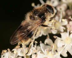 صورة Cheilosia illustrata (Harris 1780)