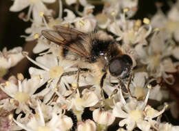 صورة Cheilosia illustrata (Harris 1780)