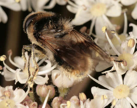 صورة Cheilosia illustrata (Harris 1780)