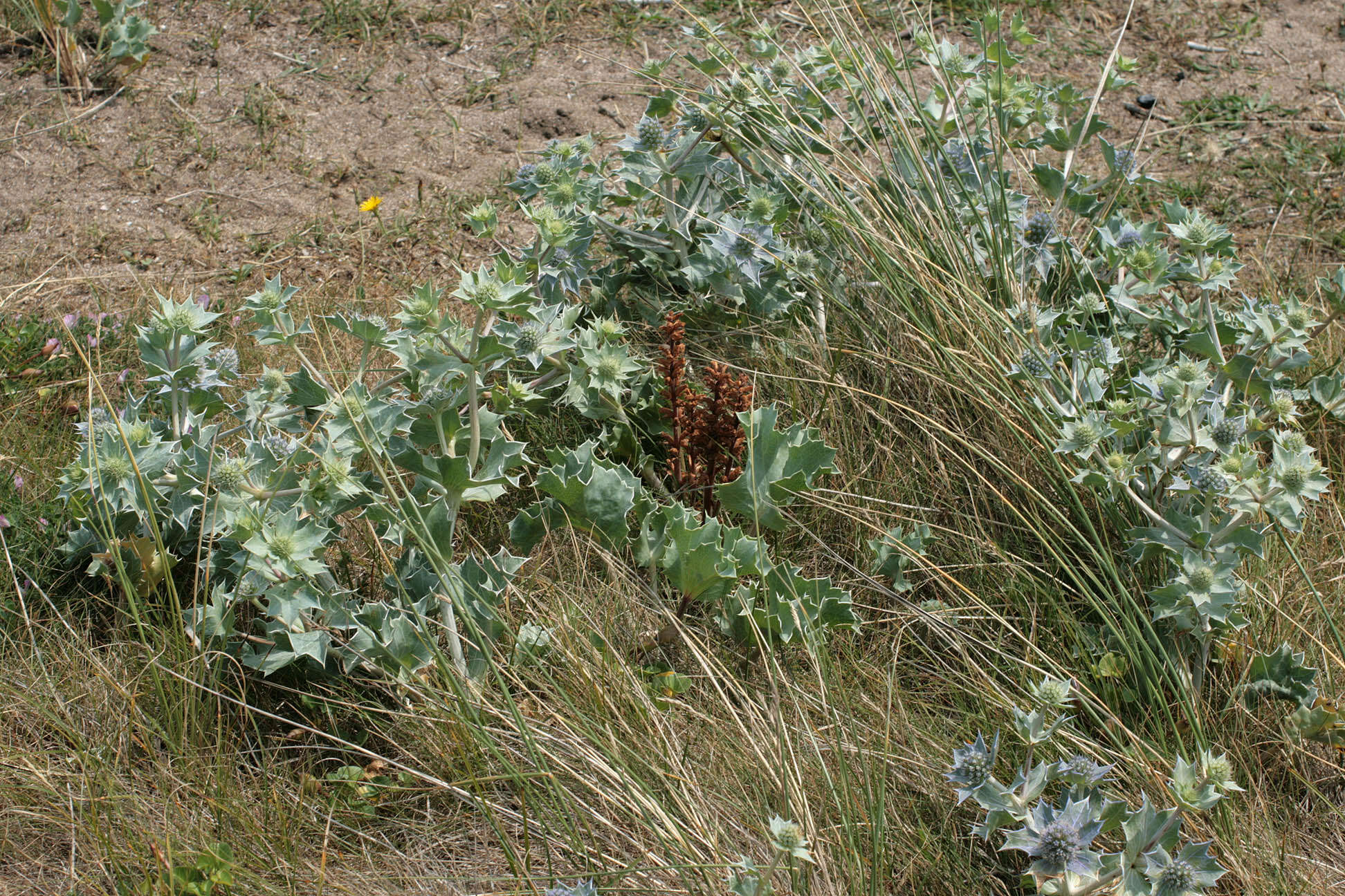 Image de Orobanche minor var. pseudoamethystea