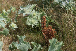 Image of Orobanche minor var. pseudoamethystea