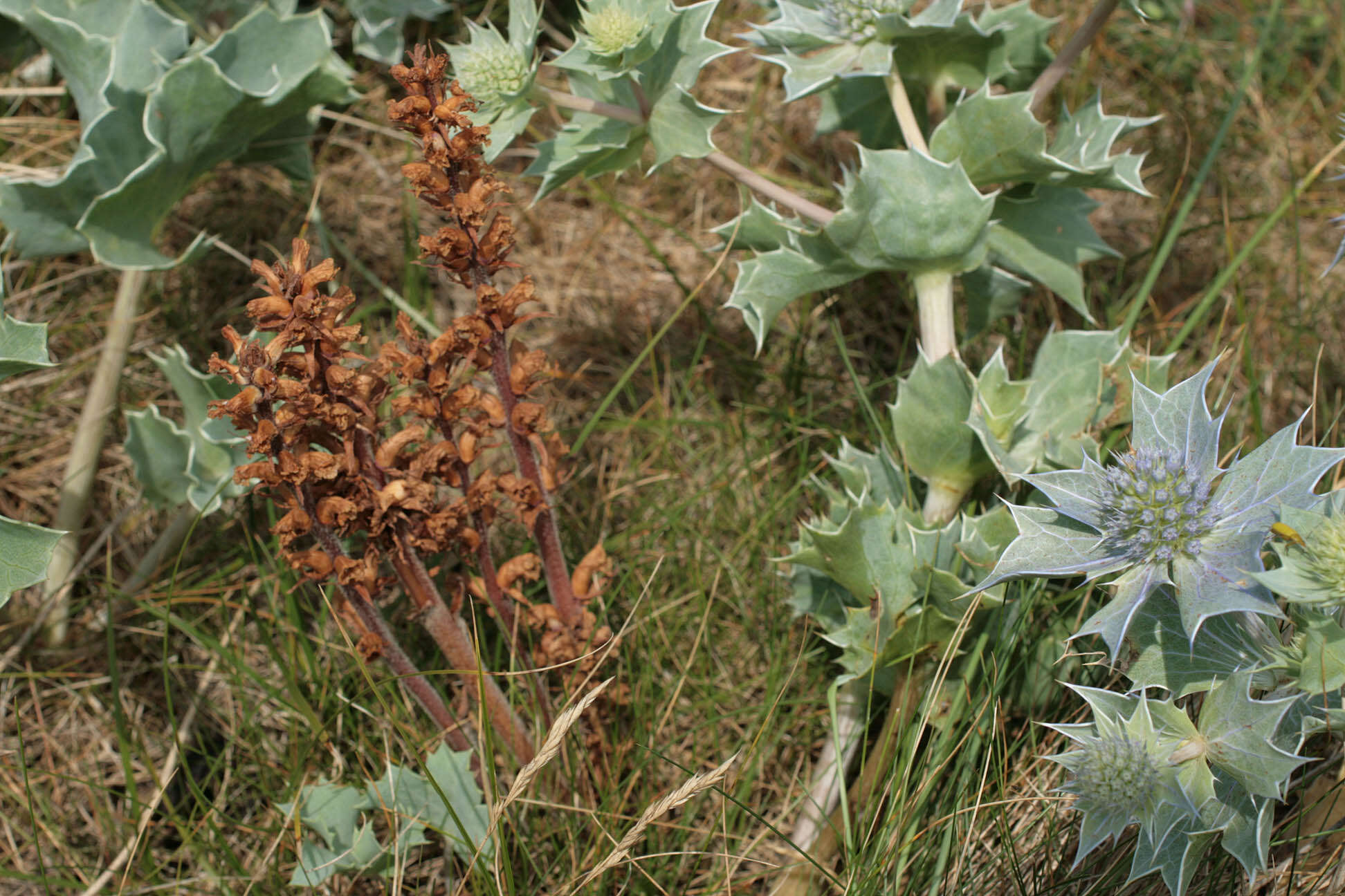 Image of Orobanche minor var. pseudoamethystea