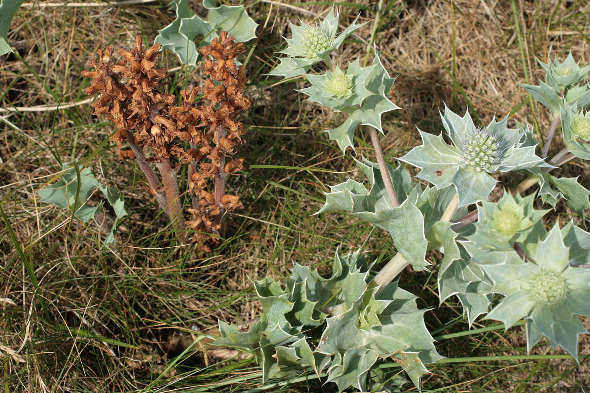 Image of Orobanche minor var. pseudoamethystea