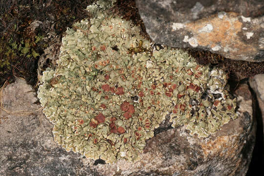 Image of rim lichen