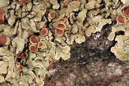 Image of rim lichen