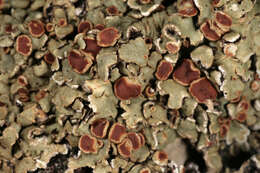 Image of rim lichen