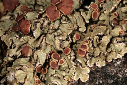 Image of rim lichen