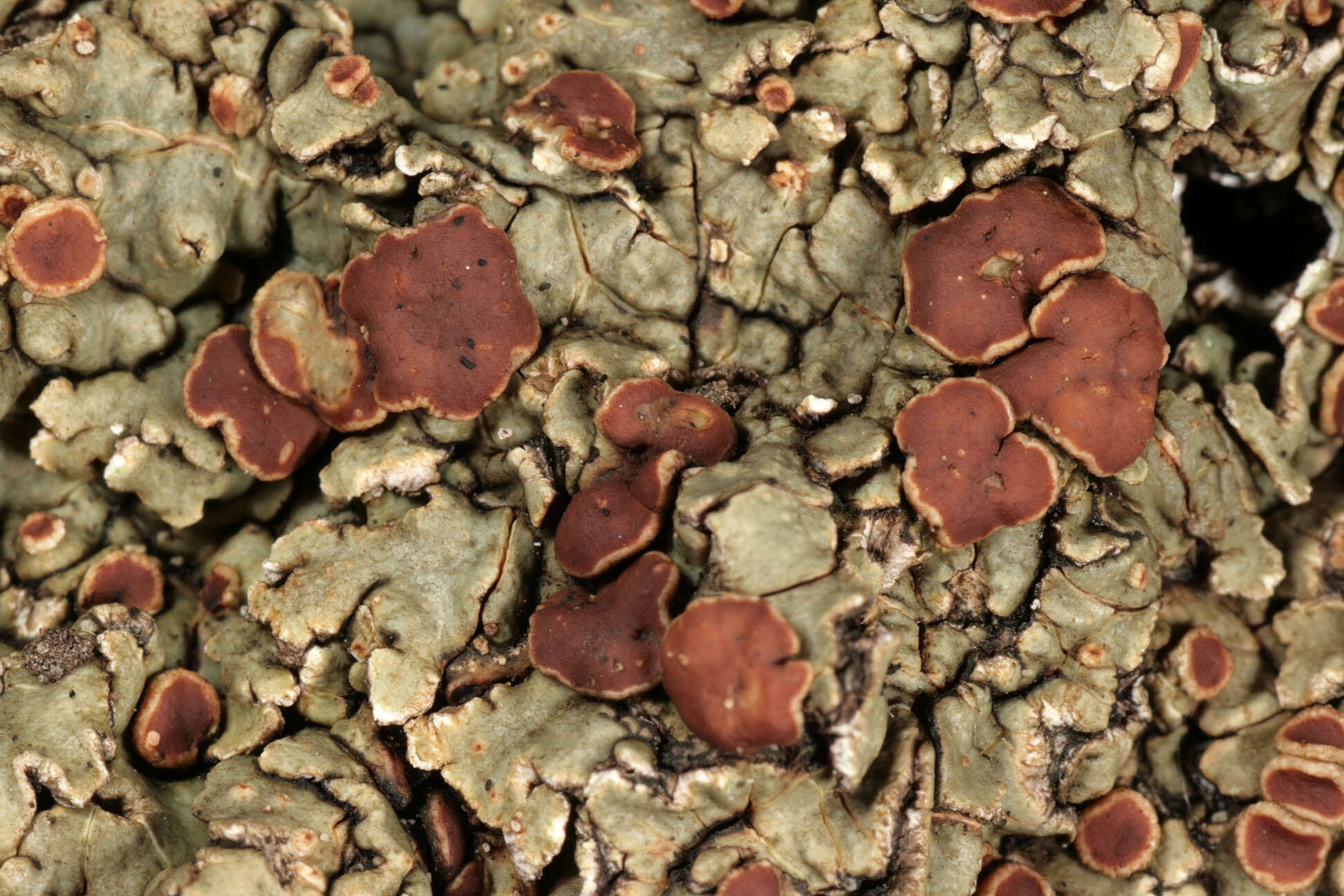 Image of rim lichen