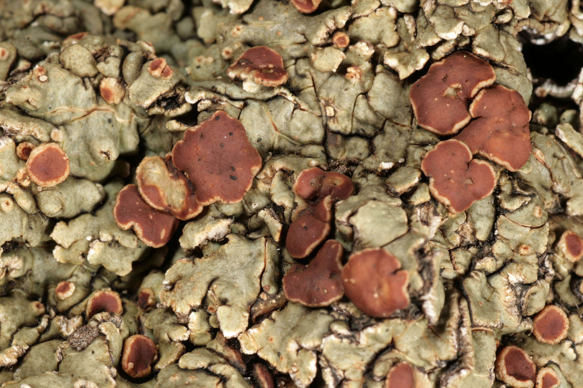 Image of rim lichen