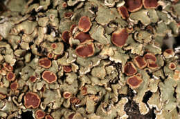 Image of rim lichen