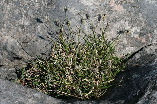 Image of blue moor grass