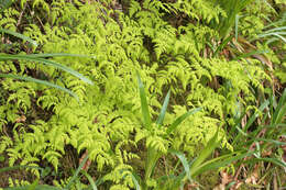 Слика од Gymnocarpium dryopteris (L.) Newm.